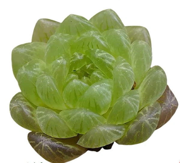 Haworthia Transiens