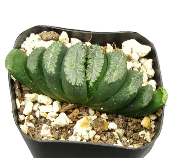 Haworthia Truncata