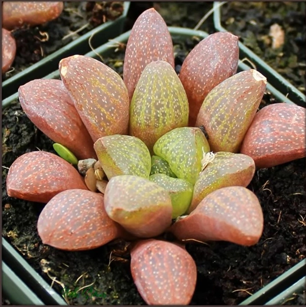 Haworthia Turgida Var. Suberecta