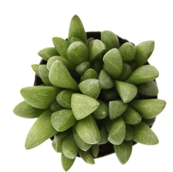 Haworthia Turgida