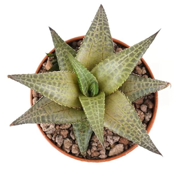 Haworthia Venosa