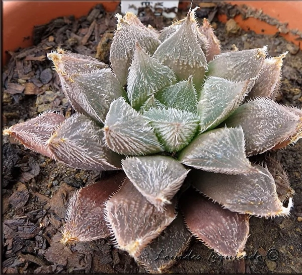 Haworthia Venusta