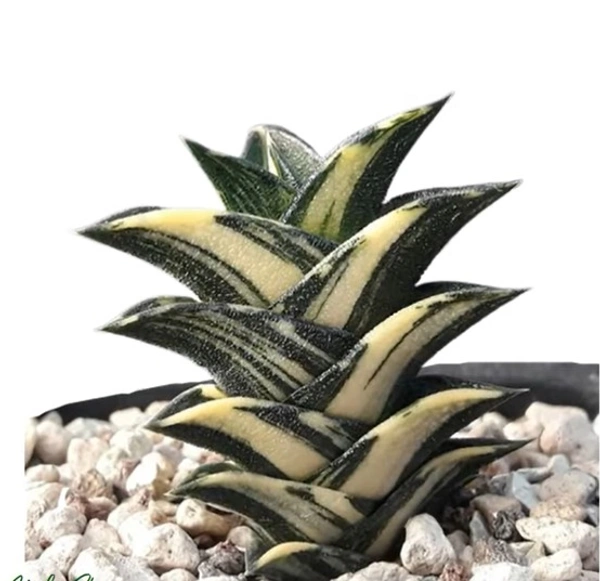 Haworthia Viscosa Variegated