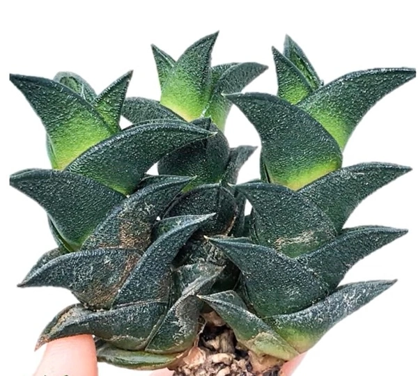 Haworthia Viscosa