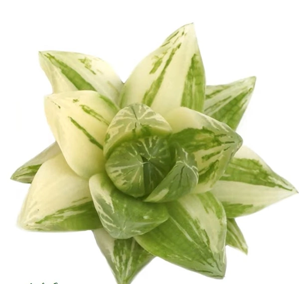 HaworthiaCymbiformis Variegated