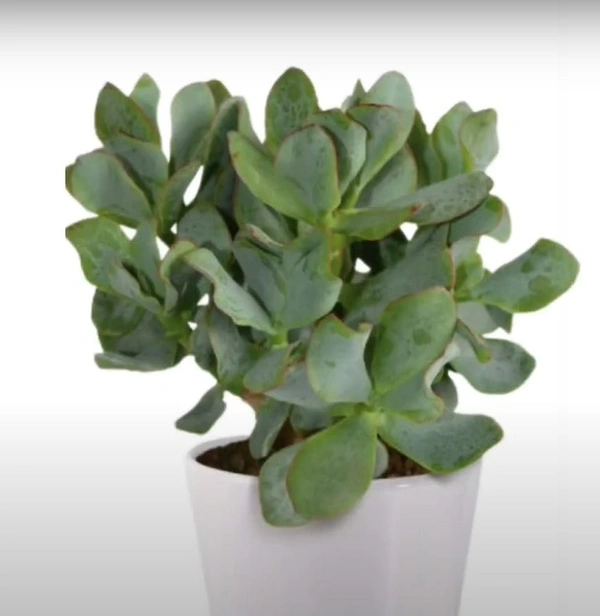 Crassula Arborescens