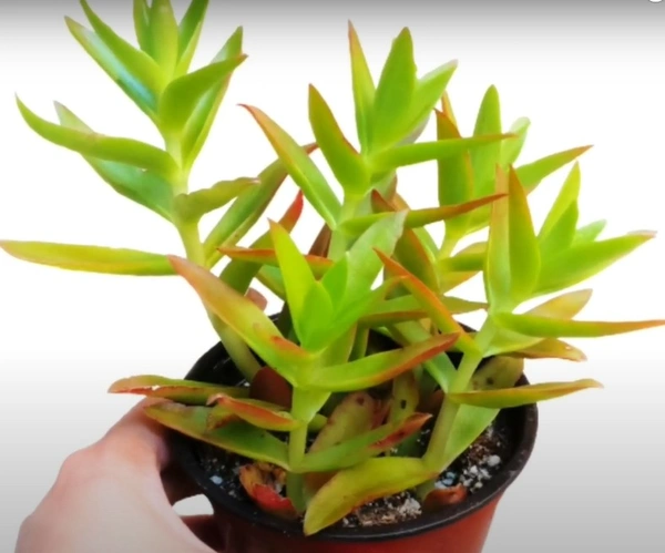 Crassula Capitella Campfire
