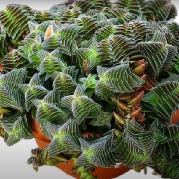 Crassula Capetilla Susp.Thyrsiflora