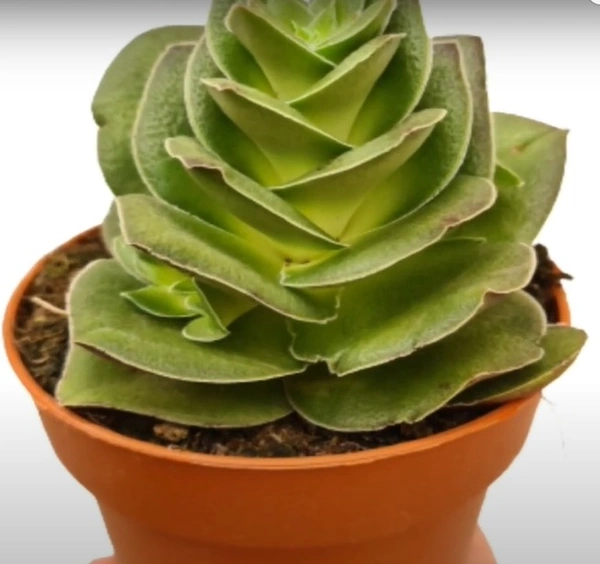 Crassula Capitillea  Turrita