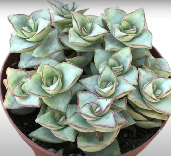 Crassula Perforata Giant Buttons