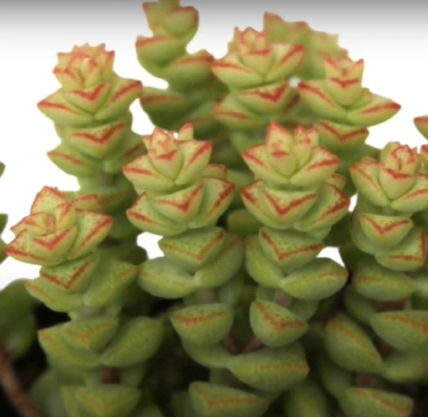 Crassula Torn Thumb