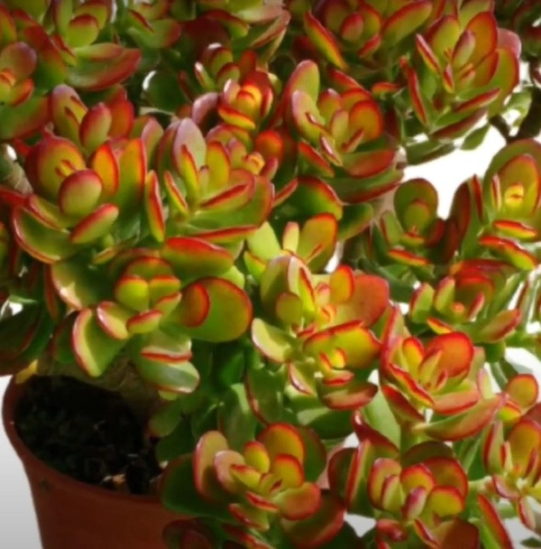 Crassula Ovata Crosby's Compact