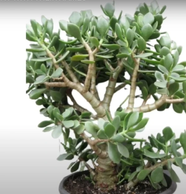 Crassula ovata Obliqua