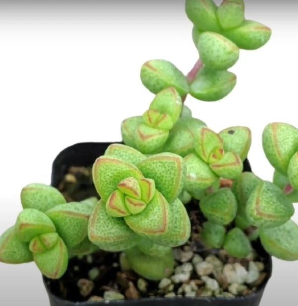 Crassula Rupestris V. Monticola
