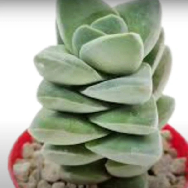 Crassula Moonglow