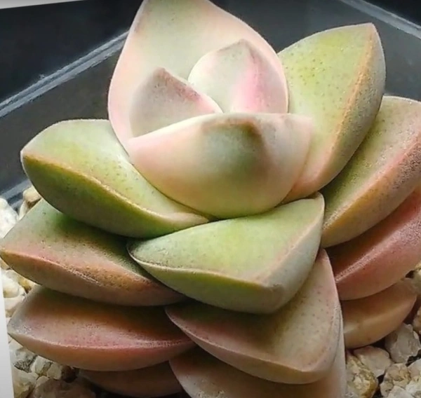 Crassula Moonglow Variegata