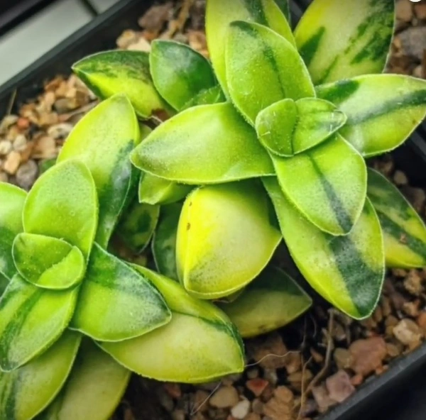 Crassula  Variegated Spring Time