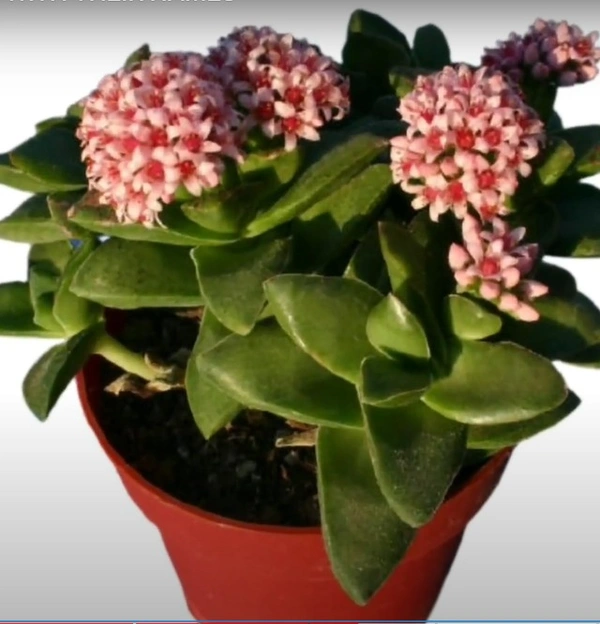 Crassula Cv. Spring Time