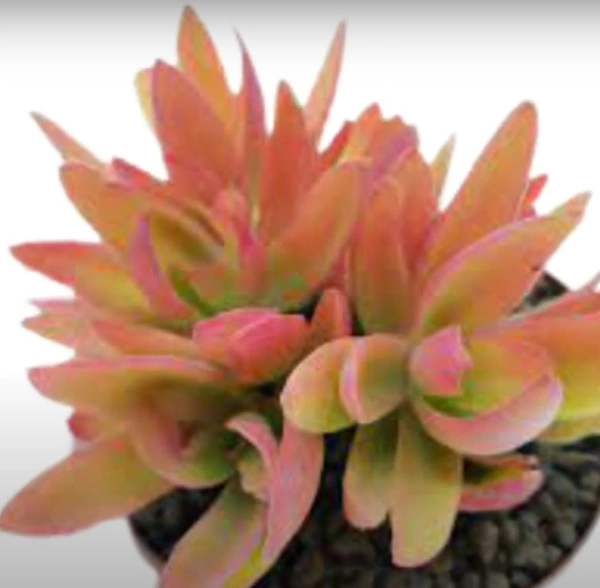 Crassula Capetilla Red Flame