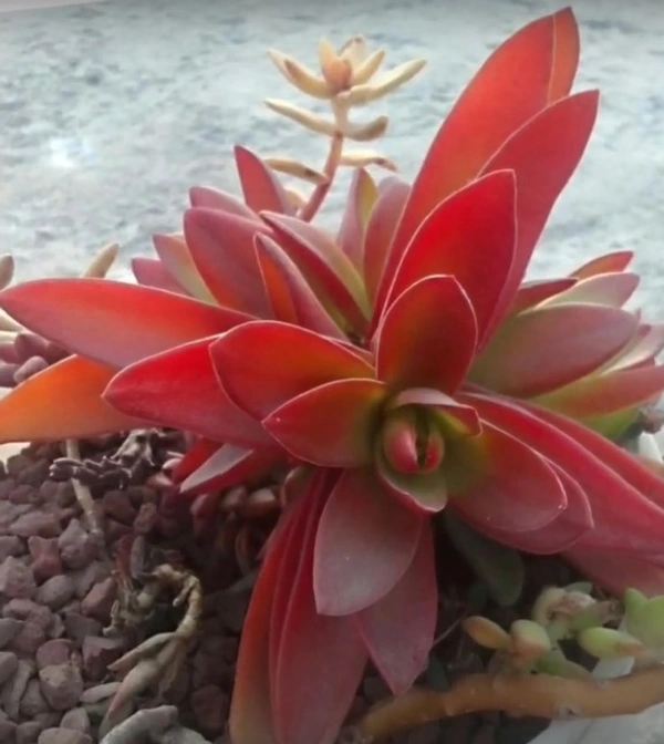 Crassula Erosula Campfire