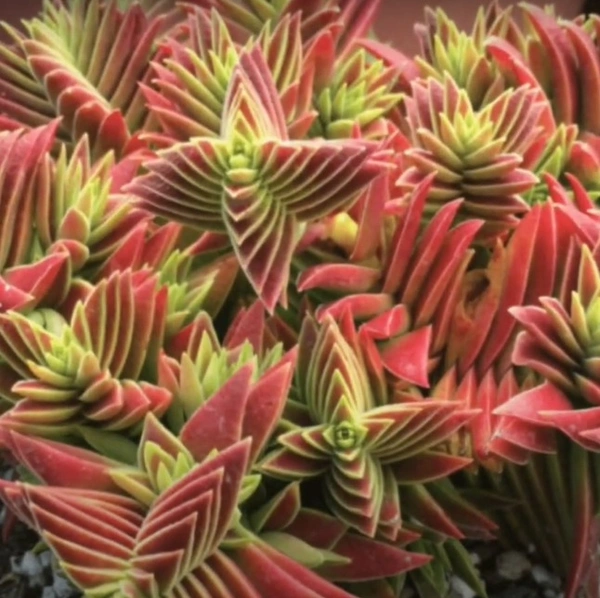 Crassula Red Pagoda