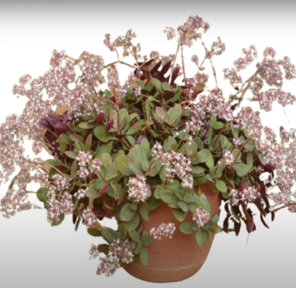 Crassula Multicava Fairy