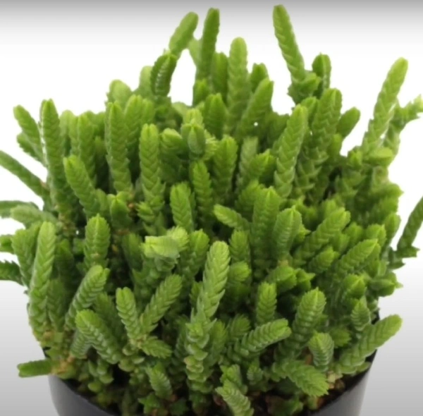 Crassula Muscosa Watch Chain