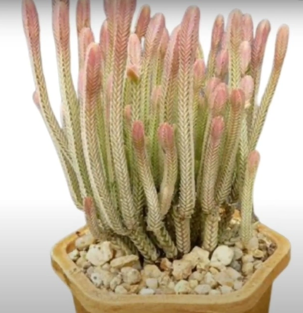 Crassula Muscosa Watch Chain F. Variegata