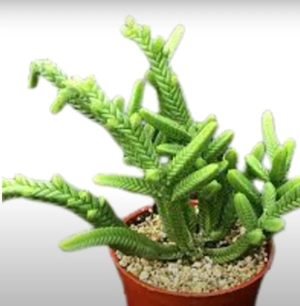 Crassula Muscosa Var. Monstruosa