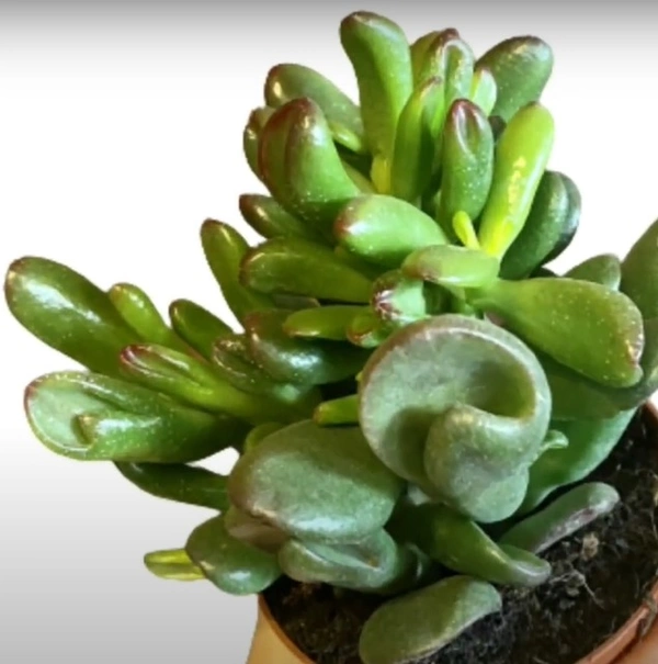 Crassula Gandalf Jade