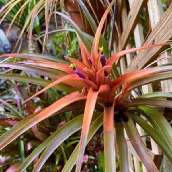 Air Plant (Tillandsia capitata)