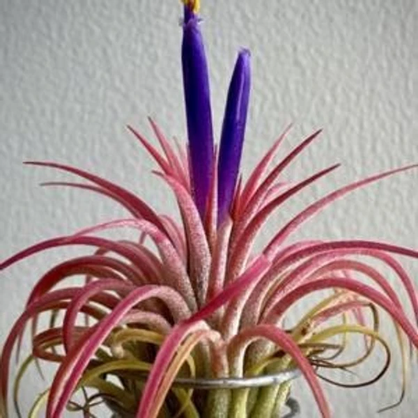 Air Plant (Tillandsia ionantha)