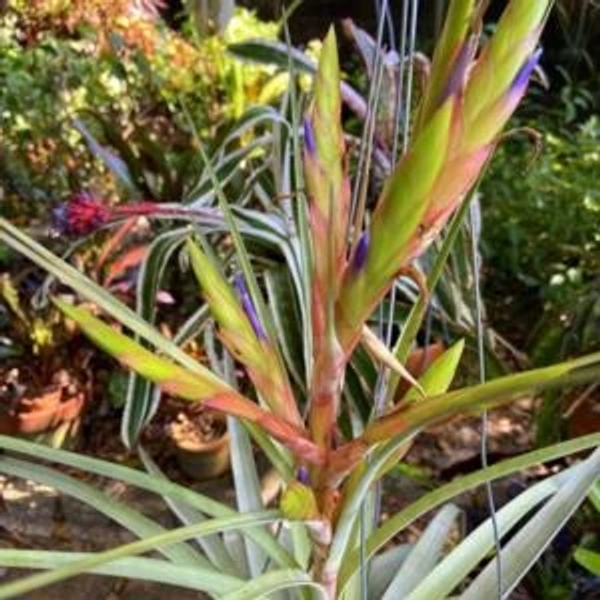 Cardinal Air Plant (Tillandsia fasciculata)