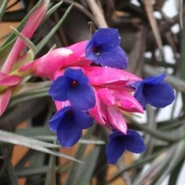 Carnations of the Air (Tillandsia aeranthos)