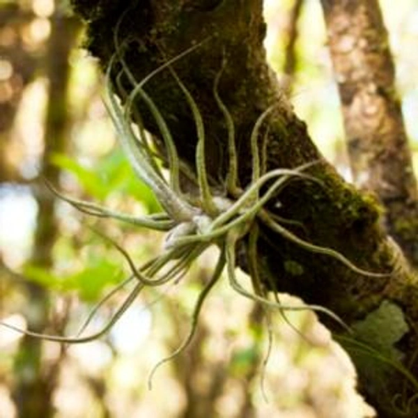 Fuzzy Wuzzy Air Plant (Tillandsia pruinosa)