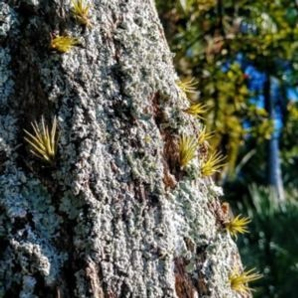 Giant Air Plant (Tillandsia utriculata)
