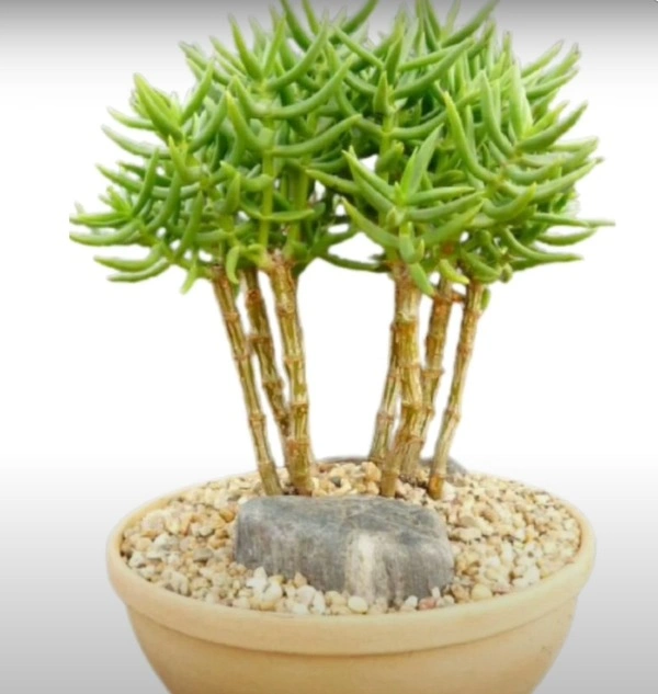 Crassula Tetragona Miniature Pine Tree