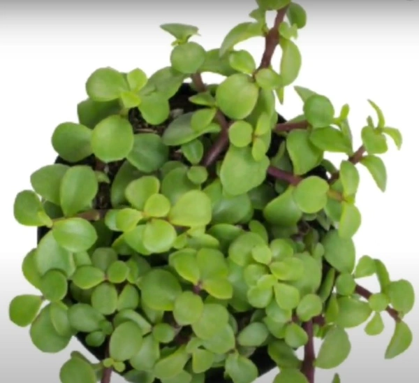 Crassula Acaria Afra Postrata Trailing Elephant Bush