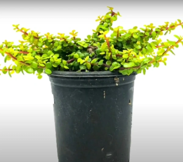Crassula Portulacaria Afra Aurea Yellow Rainbow Bush
