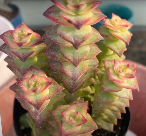 Crassula Perforata Variegated String Of Buttons