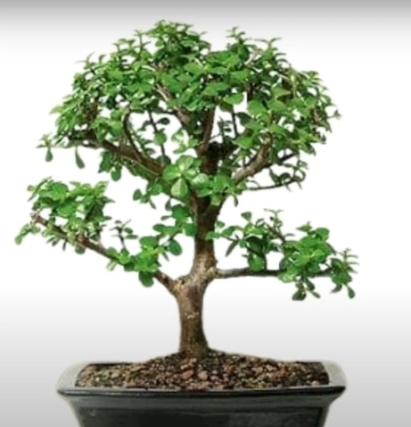 Crassula Portulacaria Afra Baby Jade Bonsai Tree
