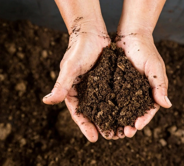 Peat Moss
