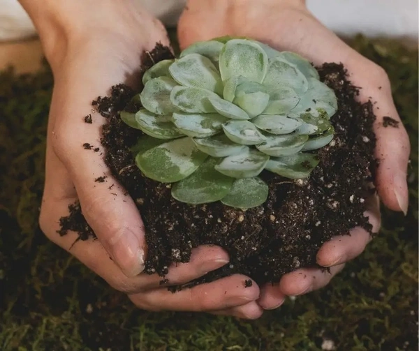 Succulant Soil