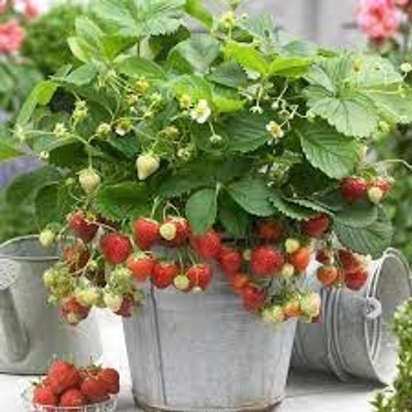 Strawberry Plant