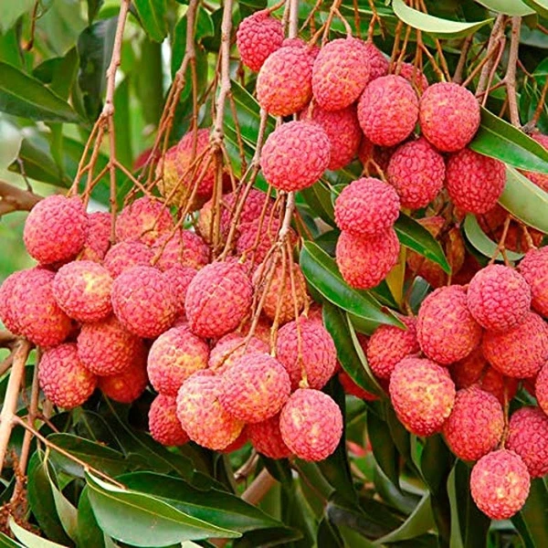 Litchi Plant (50 Pcs.)