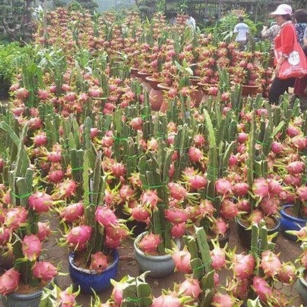 Dragon Fruit Plant