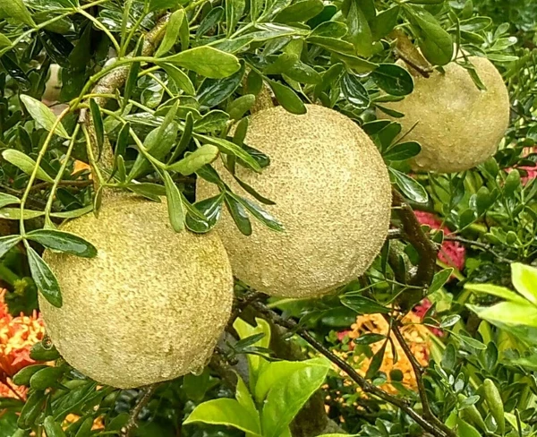 Wood Apple Plant (50 Pcs.)