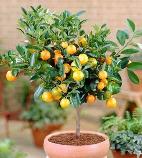 Orange Seedling Plant (100 Pcs.)