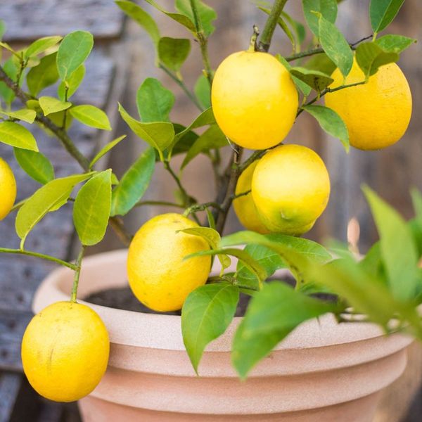 Lemon Plant Sapling
