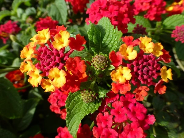 Lantana -Lantana camara (50 Pcs.)